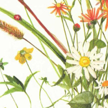 Mixed Flowers Floral Print Italian Paper ~ Tassotti